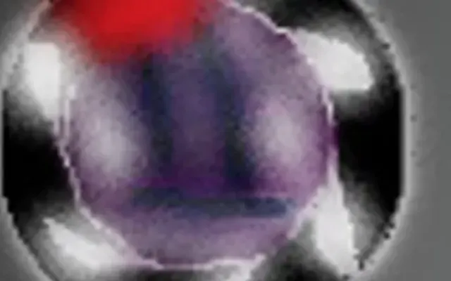 CMOW: Remeowed cover art