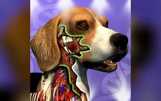 Idle Animals! cover art